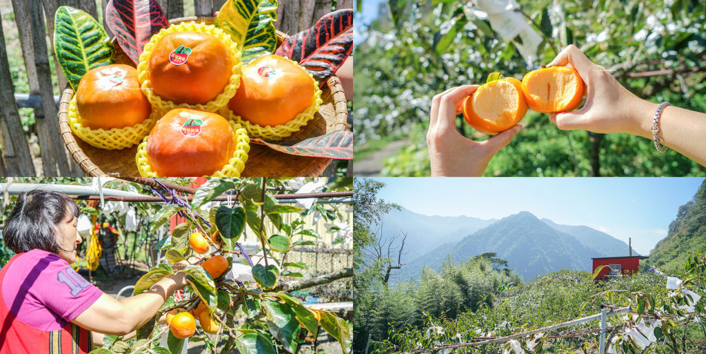 苗栗甜柿脆度最高、高海拔甜柿、苗栗農特產推薦、『日本甜柿』品質 @梅格(Angelababy)享樂日記