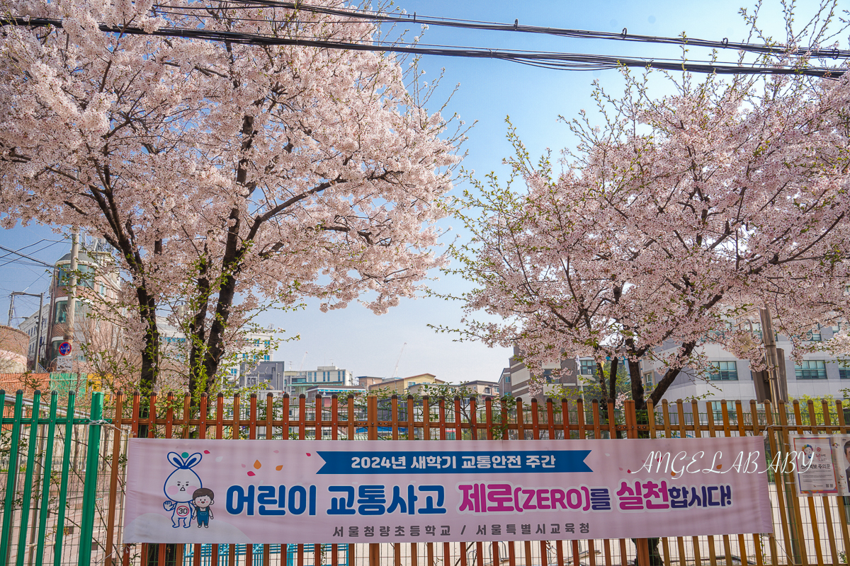 首爾賞櫻必訪景點『慶熙大學』Kyung Hee University讓人每天都想上課不想放學 @梅格(Angelababy)享樂日記