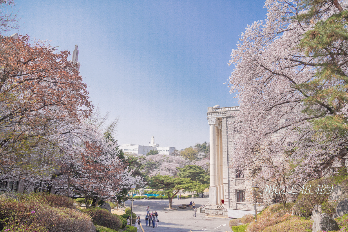首爾賞櫻必訪景點『慶熙大學』Kyung Hee University讓人每天都想上課不想放學 @梅格(Angelababy)享樂日記